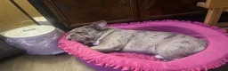 French Bulldog dogs for sale: French Bulldog 3 - Ad 7
