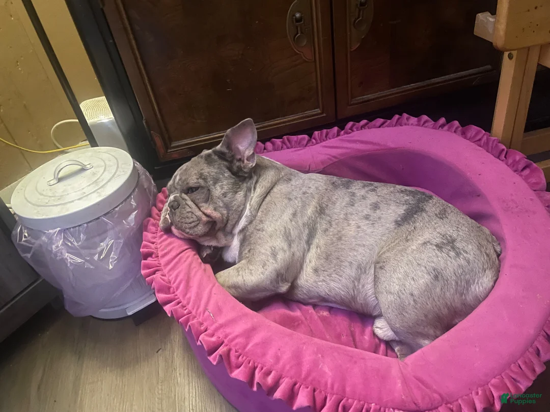French Bulldog dogs for sale: French Bulldog 3 - Ad 7