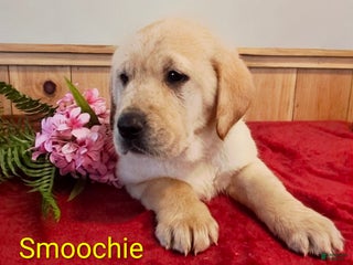 Goldador dogs Smoochie - Ad 17