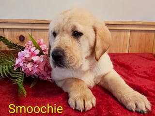 Goldador dogs Smoochie - Ad 15