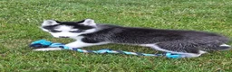 Siberian Husky dogs for sale: Emerson  - Ad 8