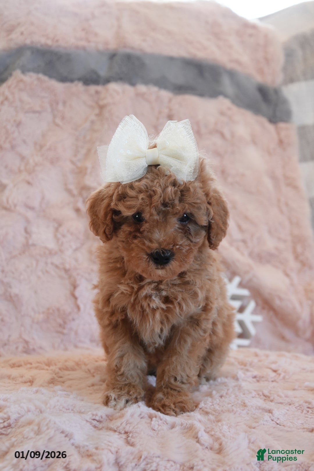 Mini Goldendoodle dogs for sale: Daisey - Ad 1