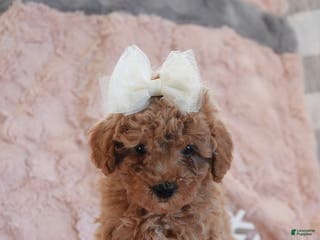 Mini Goldendoodle dogs Daisey - Ad 38