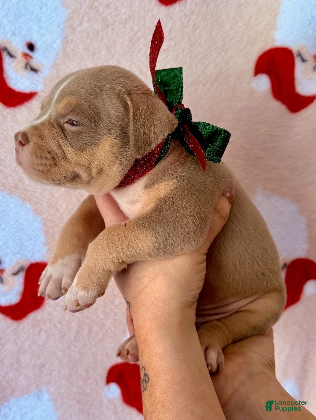 American Bully dogs for sale: Chloe - Ad 2