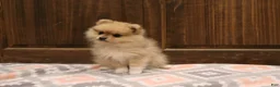 Pomeranian dogs for sale: Mickey - Ad 4