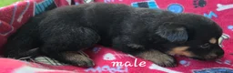 German Shepherd dogs for sale: German Shepherd 1 - Ad 1