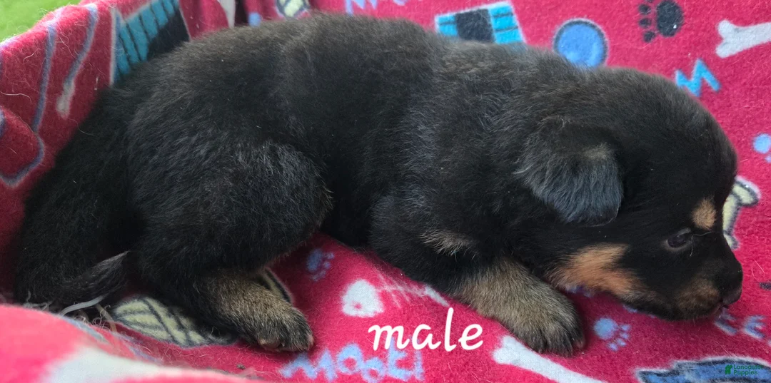 German Shepherd dogs for sale: German Shepherd 1 - Ad 1