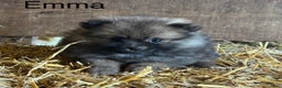 Pomeranian dogs for sale: Emma - Ad 1
