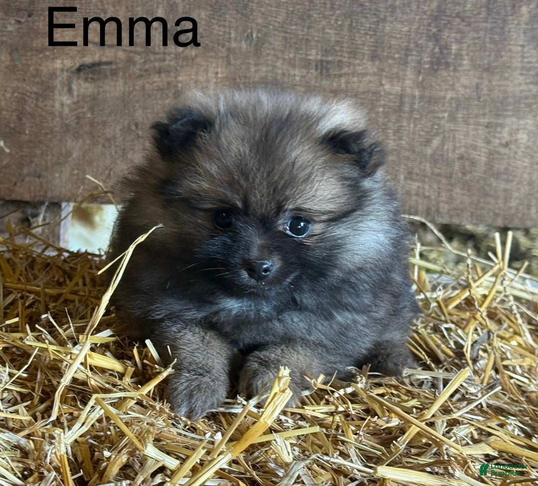 Pomeranian dogs for sale: Emma - Ad 1