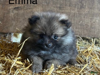 Pomeranian dogs Emma - Ad 19