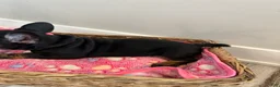 French Bulldog dogs for sale: Raquel - Ad 4