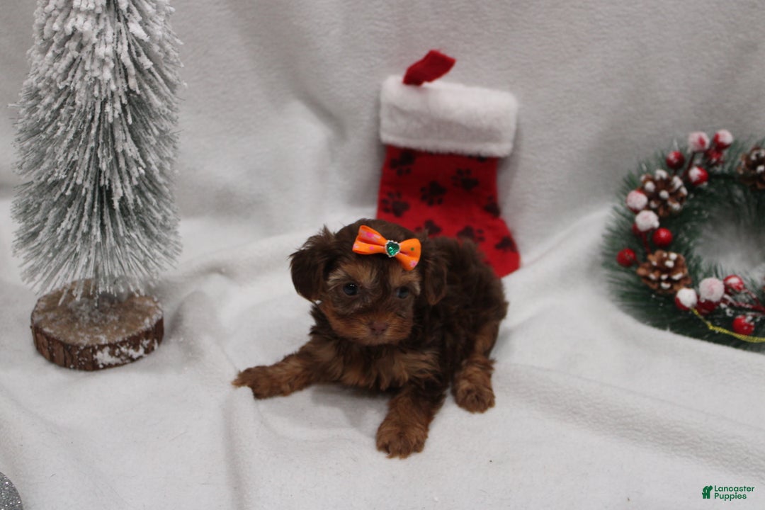 Yorkshire Terrier dogs for sale: Winter  - Ad 3