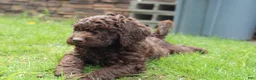 Labradoodle dogs for sale: Apollo - Ad 8