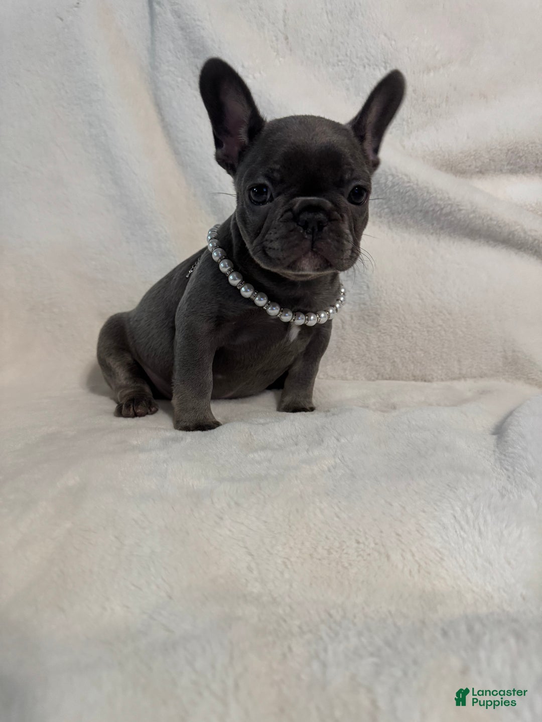 French Bulldog dogs for sale: French Bulldog litter of 1 puppies - Ad 7