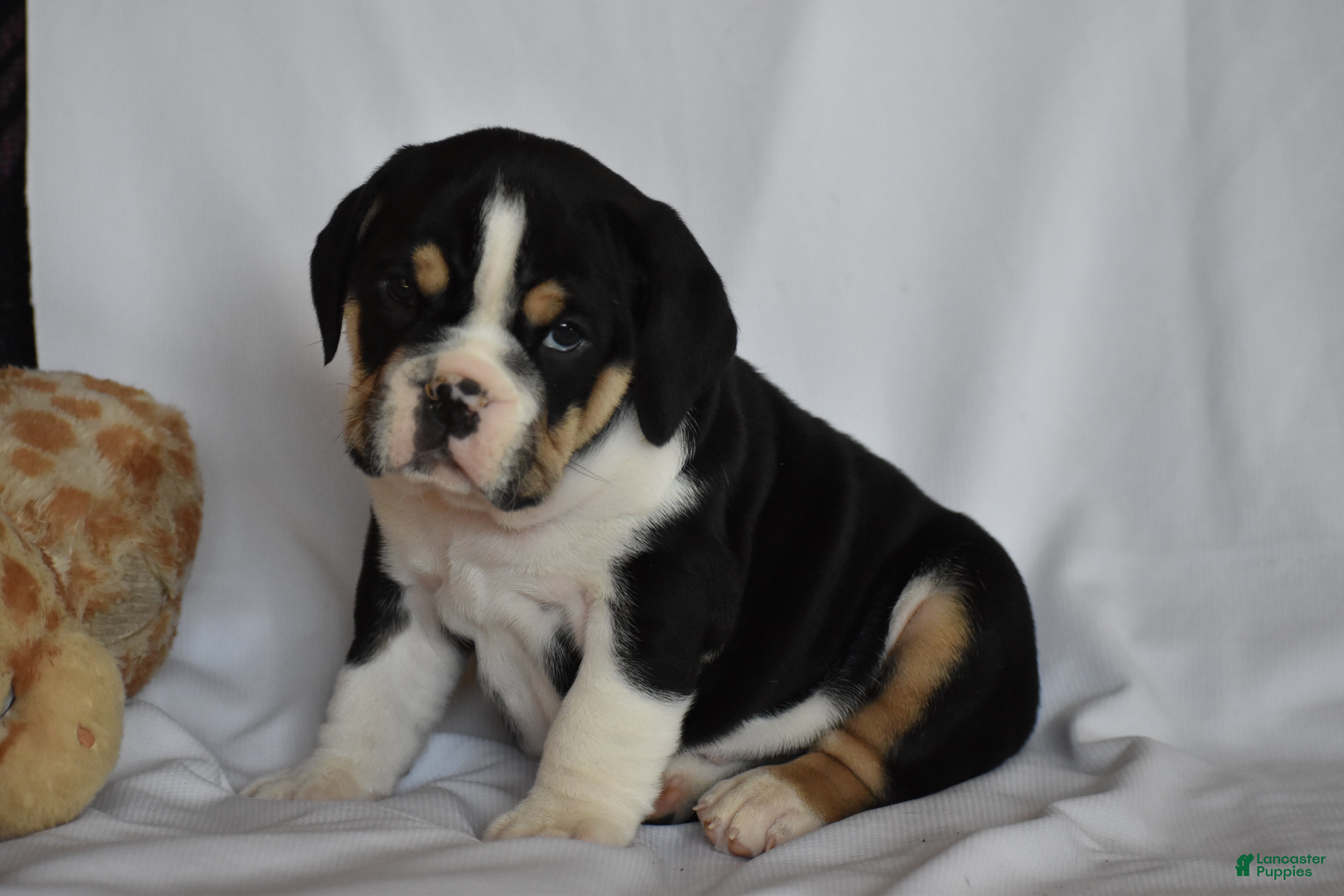 Beabull dogs Rocky - Ad 1