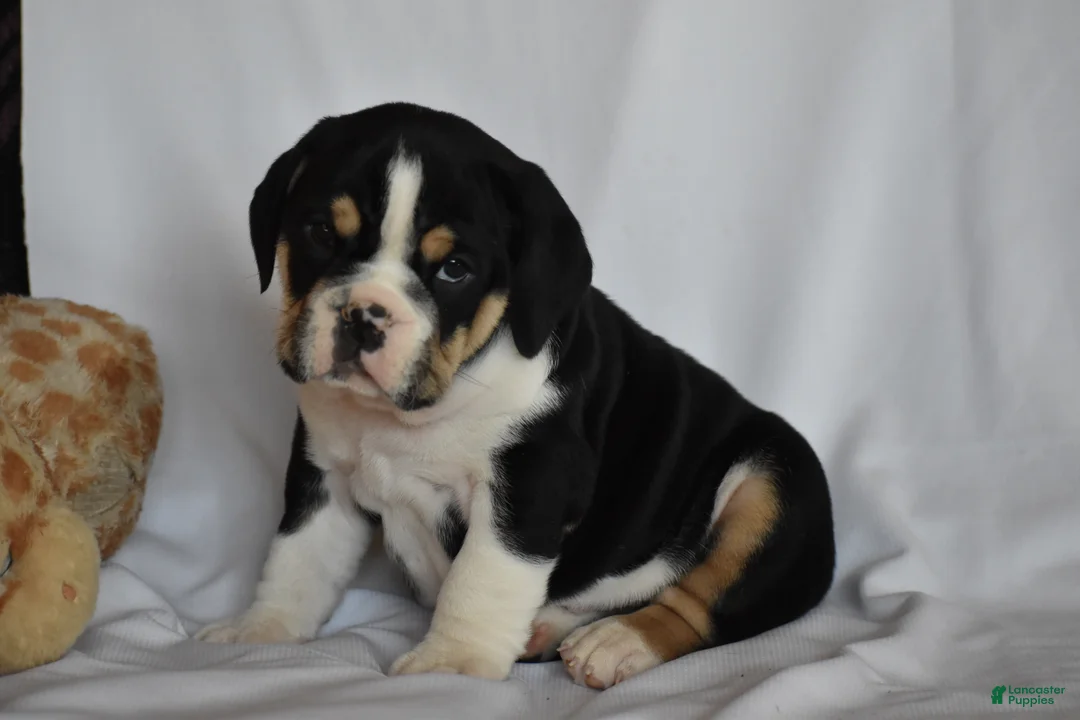 Beabull dogs for sale: Rocky - Ad 1