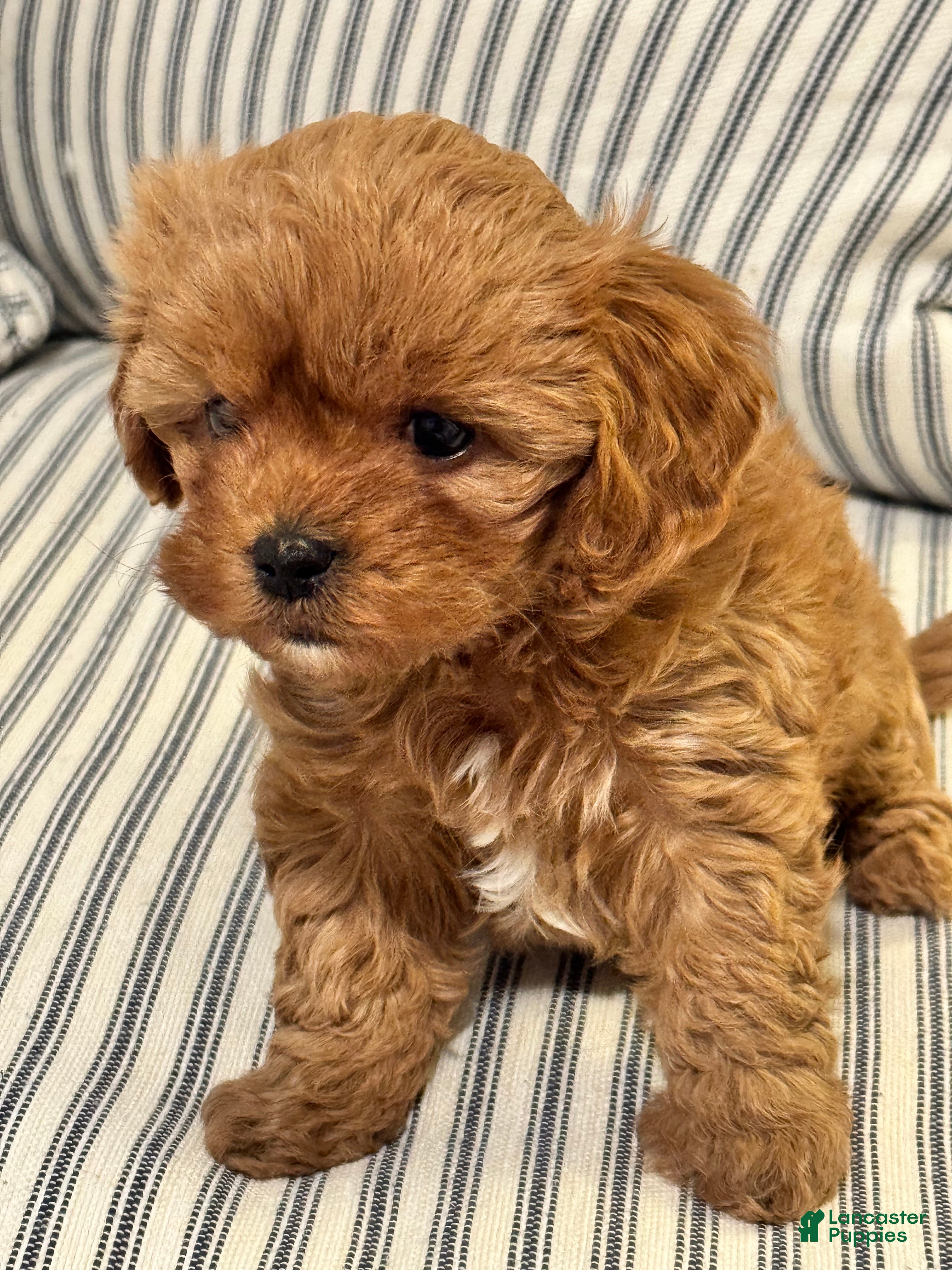 Cavapoo dogs Cami - Ad 20