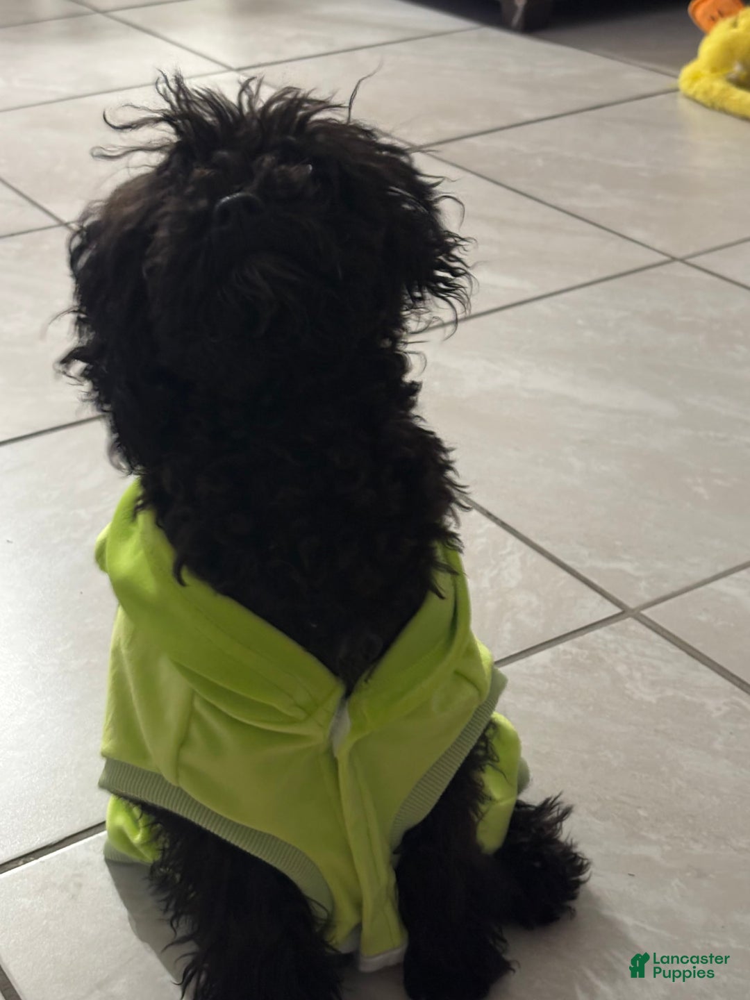 Miniature Poodle dogs for sale: Panchito - Ad 5