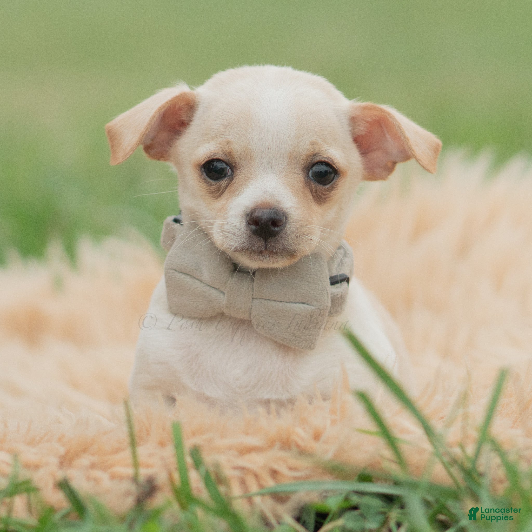 Junior (Chihuahua, Male) in Warsaw, IN