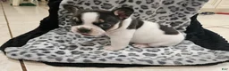 French Bulldog dogs for sale: Hades  - Ad 1