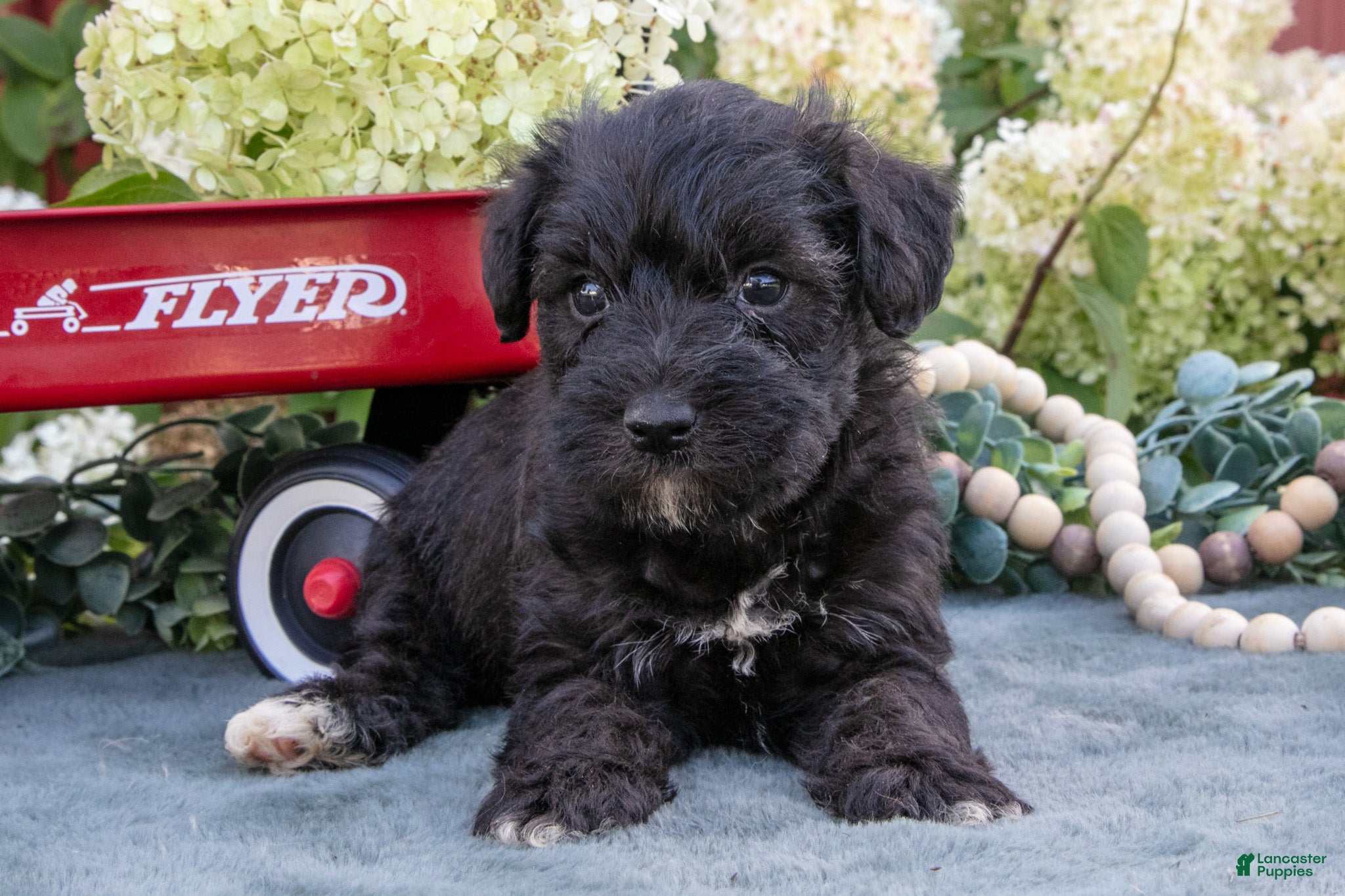 Schnoodle dogs Hayden - Ad 1
