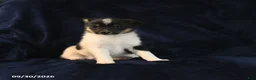 Mixed Breed dogs for sale: Sadie - Ad 3