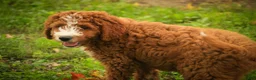Cavapoo dogs for sale: Blaise Cavapoo  - Ad 9