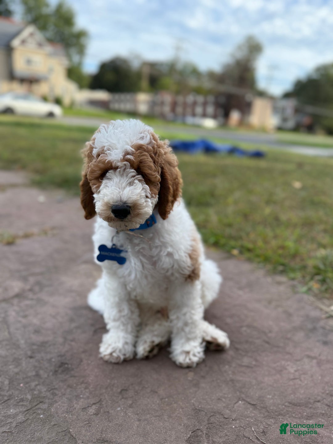 Goldendoodle dogs for sale: Mackenzie - Ad 1