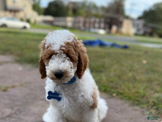 Goldendoodle dogs Mackenzie - Ad 10