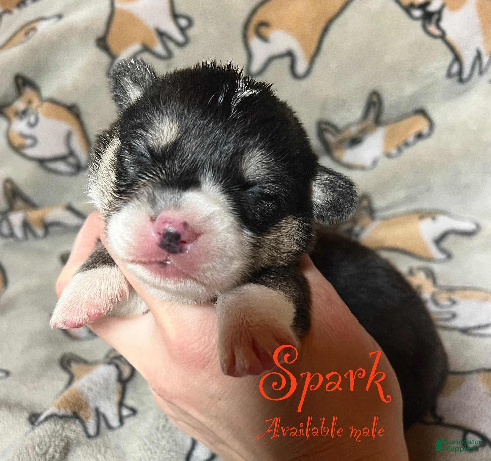 Welsh Corgi Pembroke dogs Spark - Ad 19