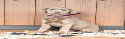 Labrador Retriever dogs for sale: Wanda - Ad 3