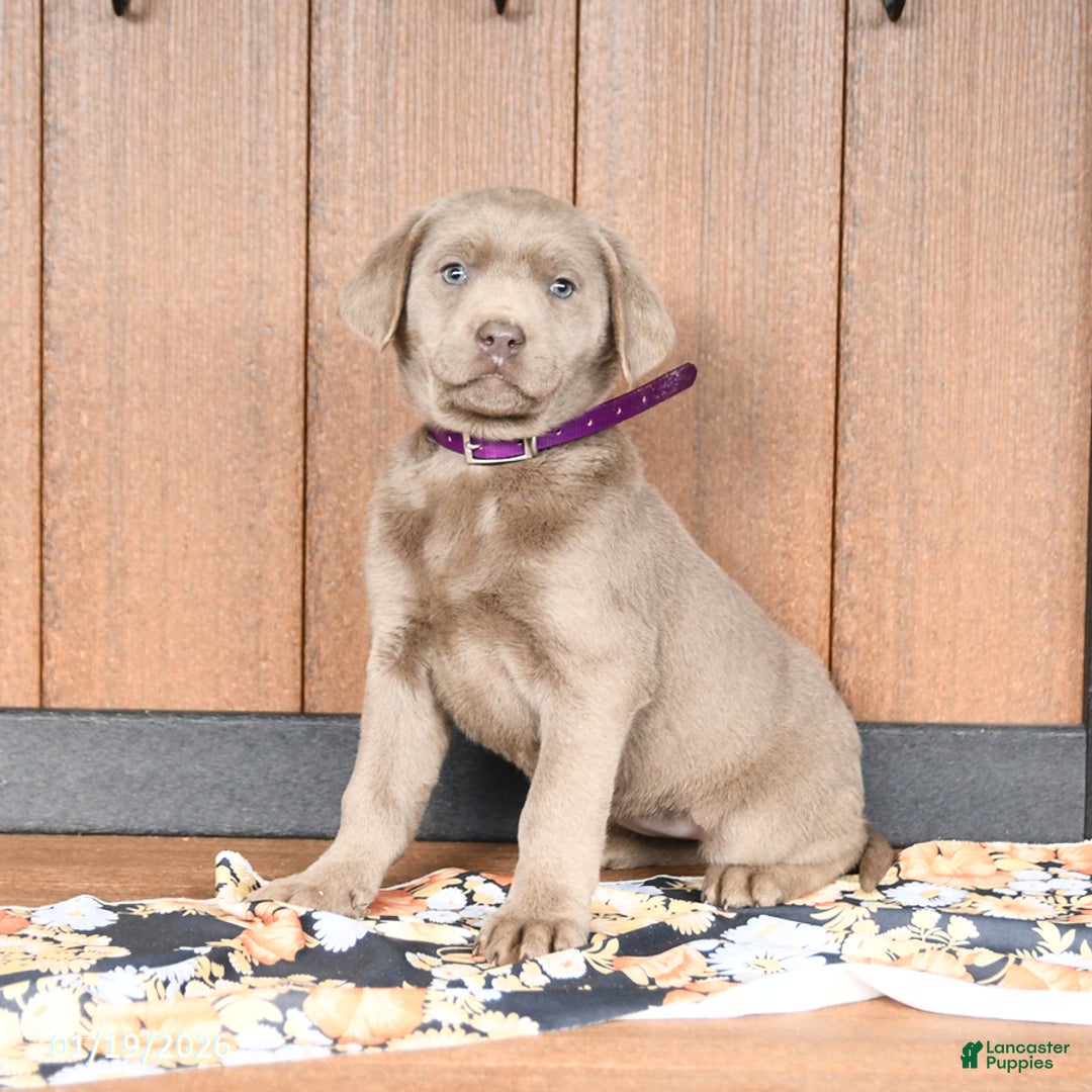 Labrador Retriever dogs for sale: Wanda - Ad 3