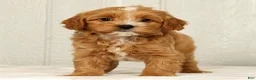 Cavapoo dogs for sale: Bobby - Ad 2