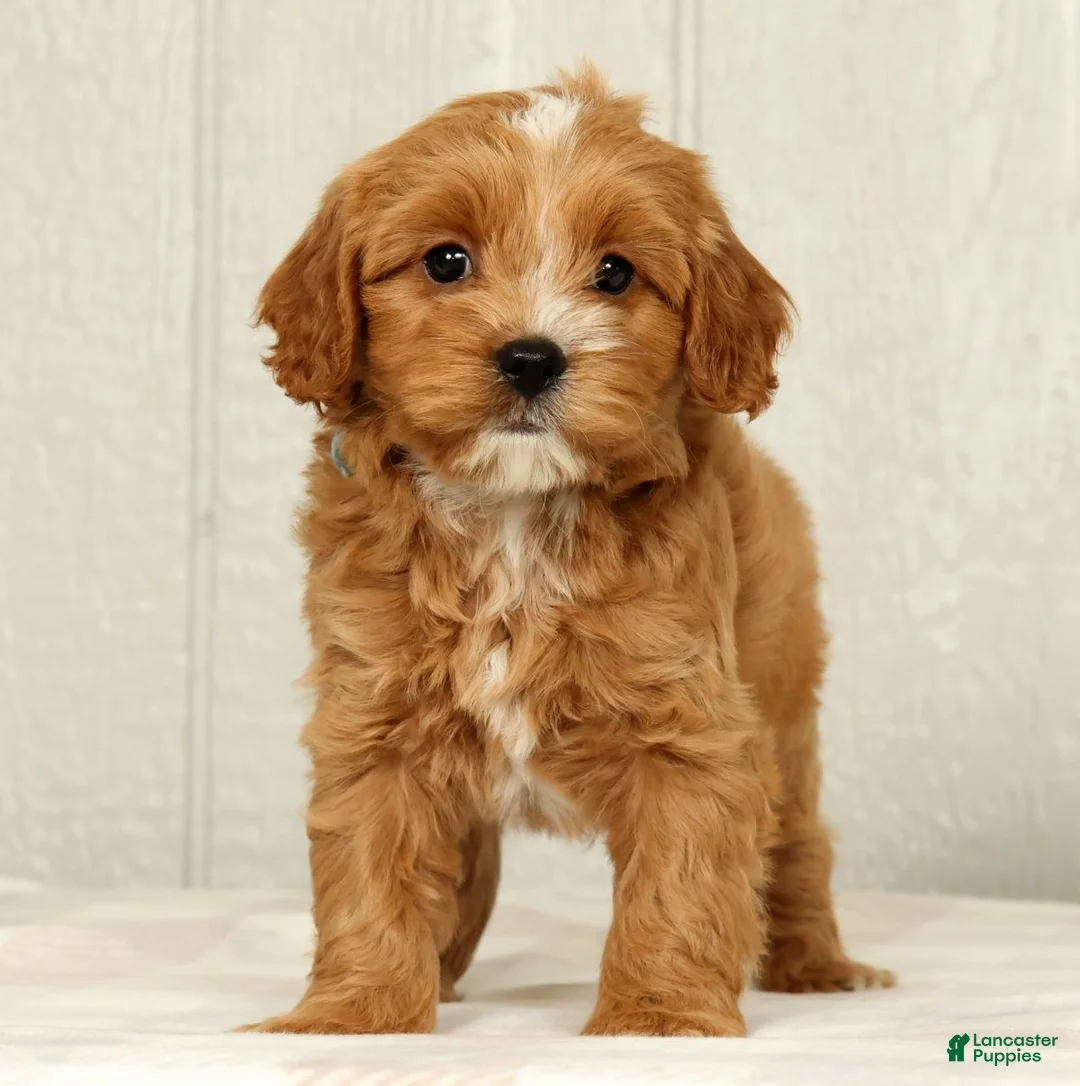 Cavapoo dogs for sale: Bobby - Ad 2