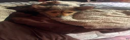 Chorkie dogs for sale: Chorkie Puppy 1 - Ad 3