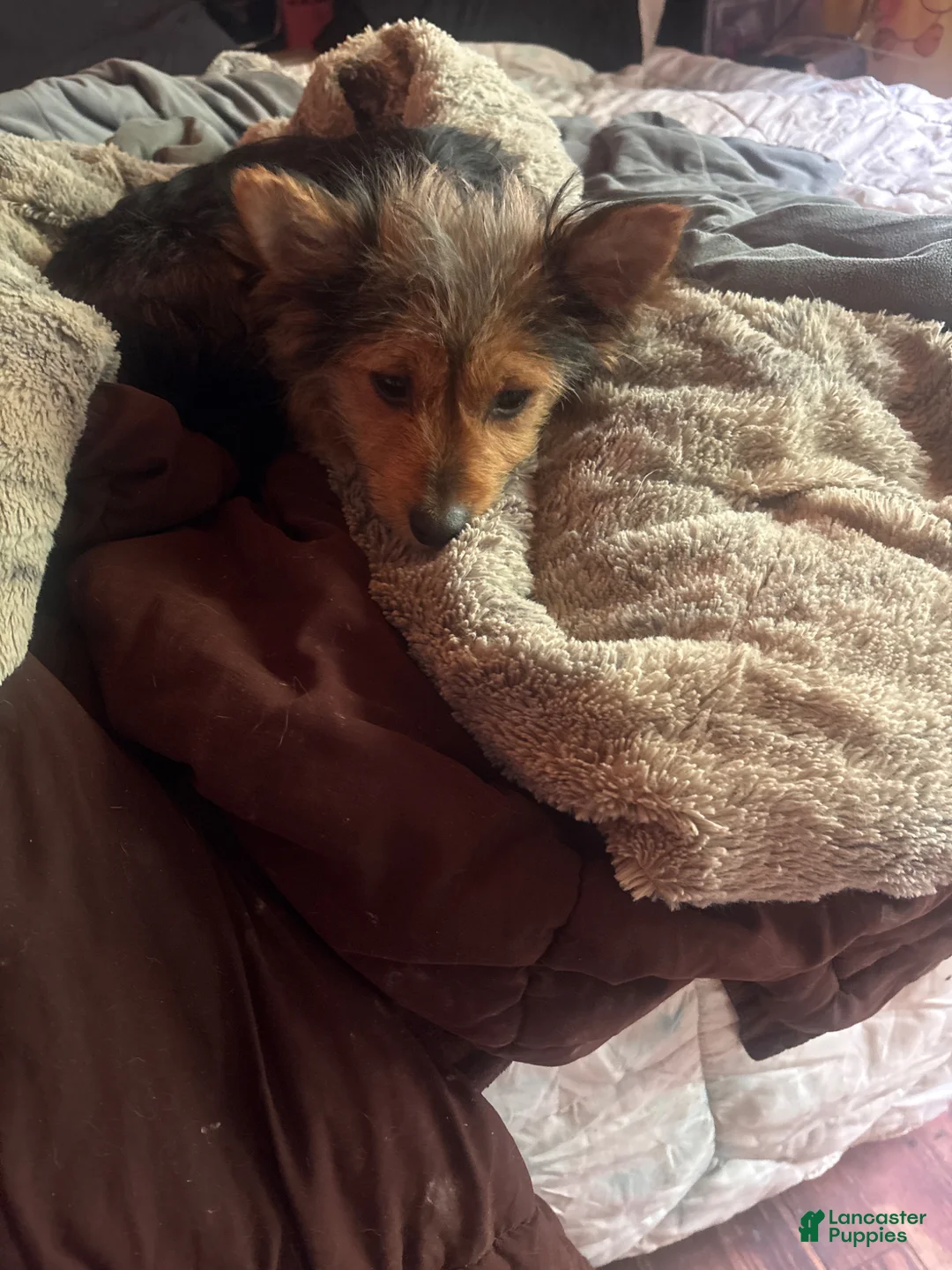 Chorkie dogs for sale: Chorkie Puppy 1 - Ad 3
