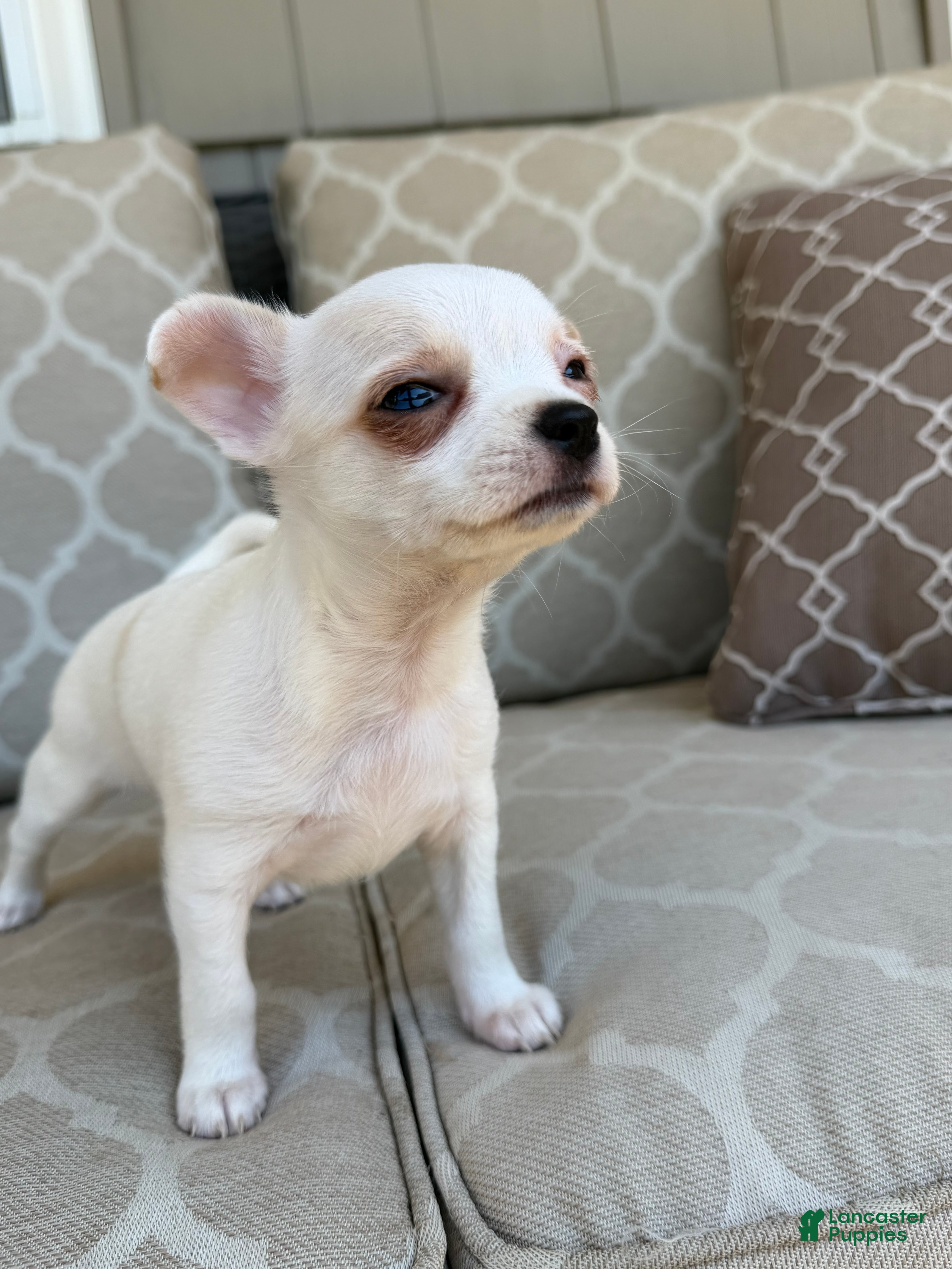 Chihuahua dogs Princess  - Ad 2