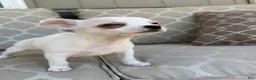 Chihuahua dogs for sale: Princess  - Ad 2