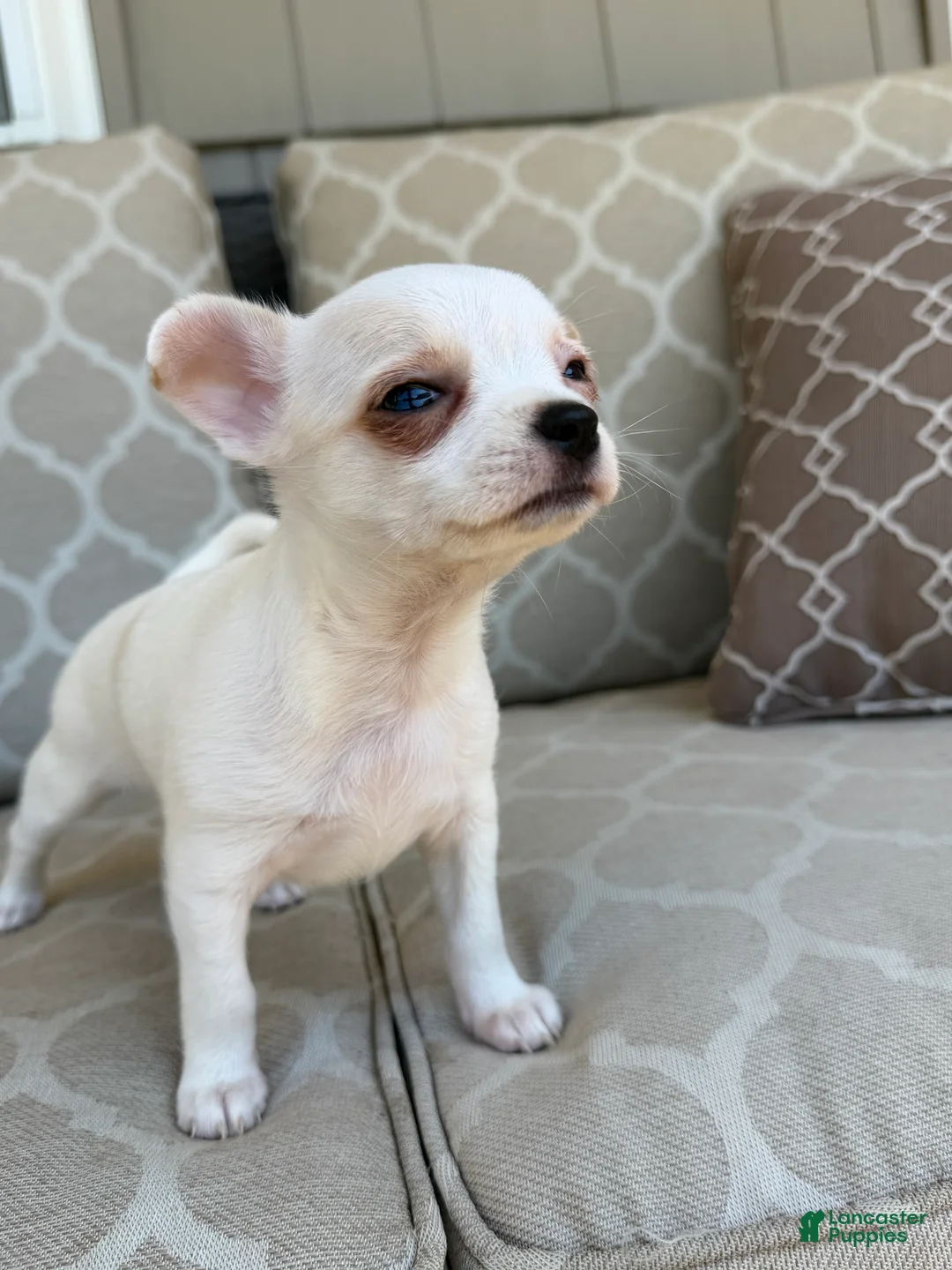 Chihuahua dogs for sale: Princess  - Ad 2