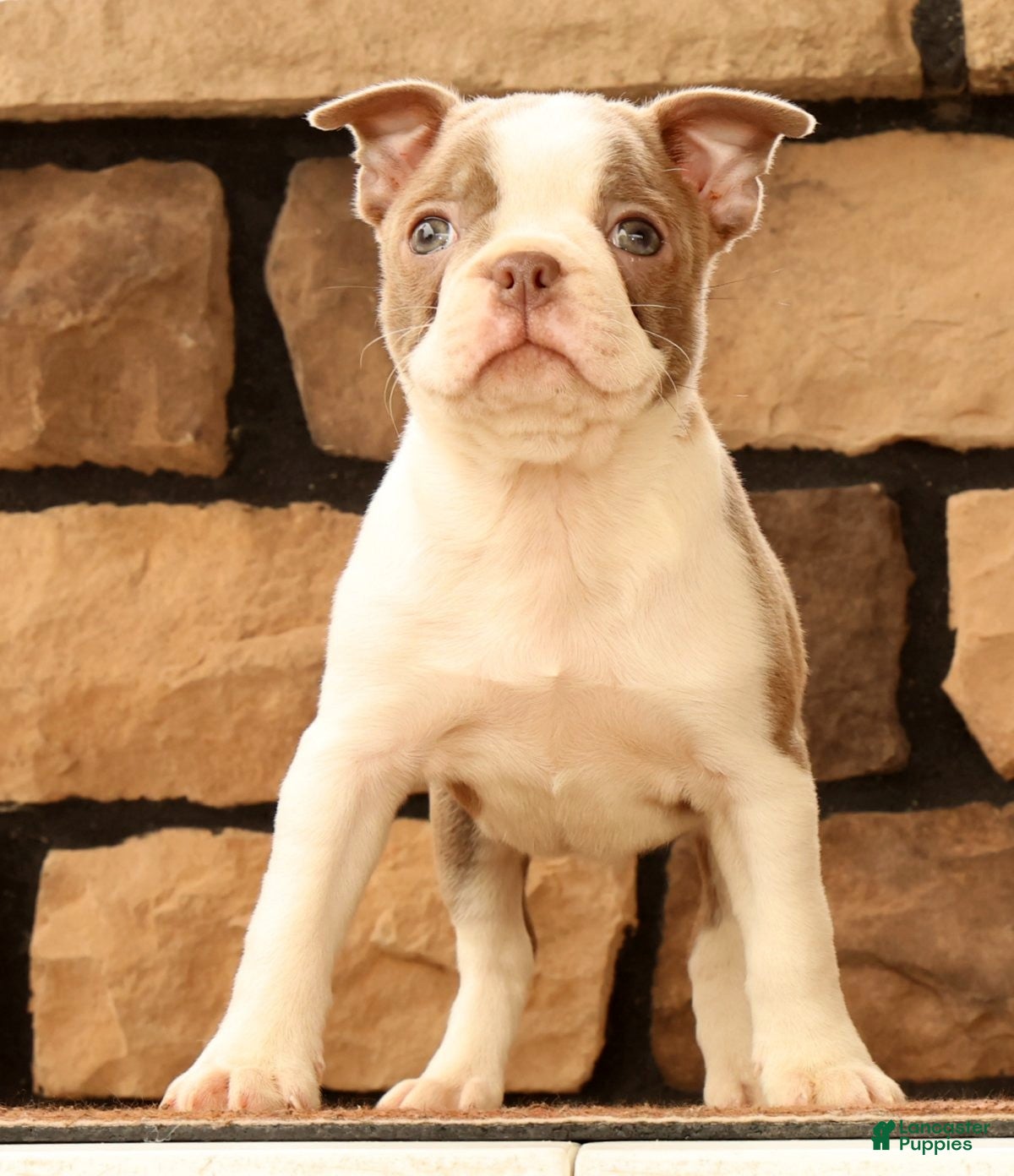 Boston Terrier dogs for sale: Crystal - Ad 5