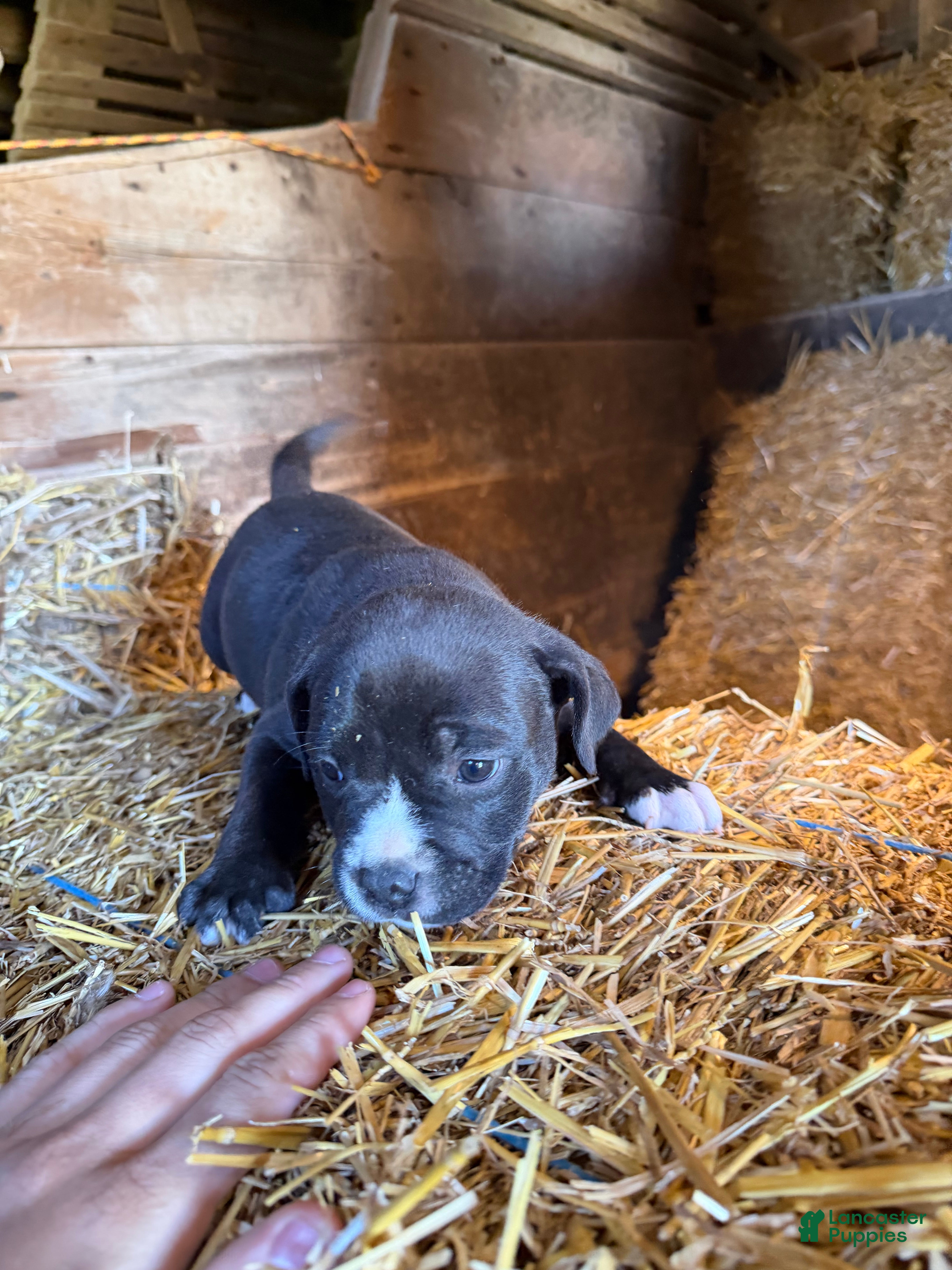 American Pit Bull Terrier dogs for sale: American Pit Bull Terrier Puppy 3 - Ad 2