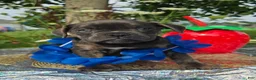 Olde English Bulldogge dogs for sale: Porter - Ad 1