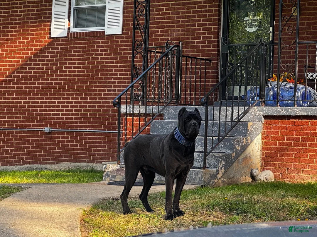 Cane Corso dogs for sale: Cane Corso 1 - Ad 9
