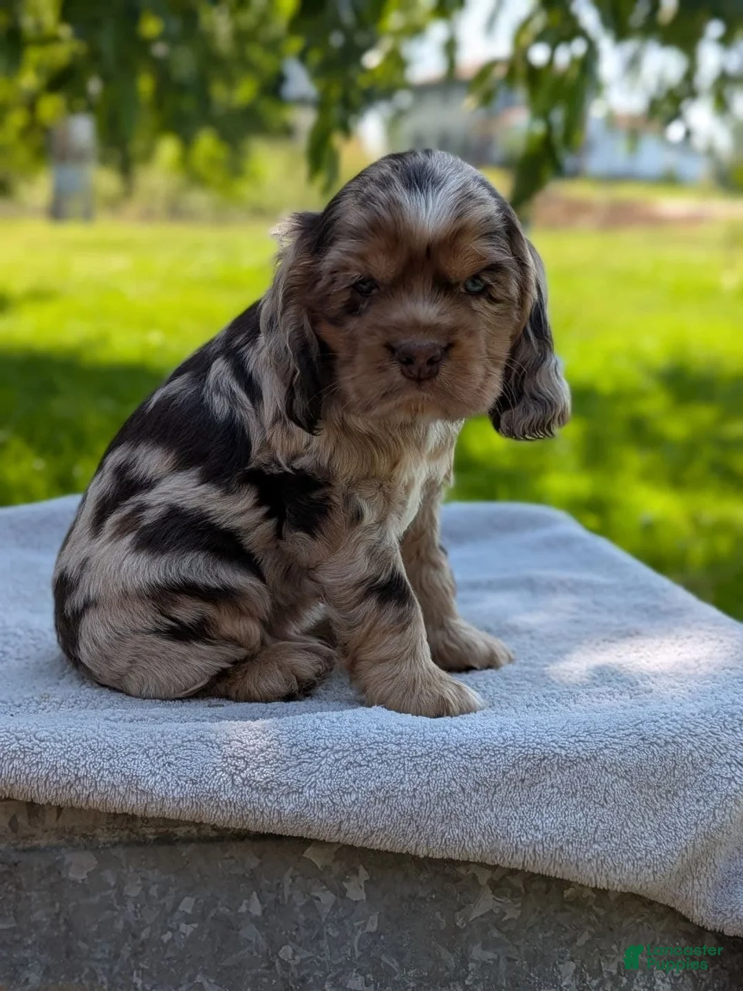 Cocker Spaniel dogs for sale: Baxter - Ad 1