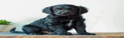 Mini Goldendoodle dogs for sale: Beckett  - Ad 2