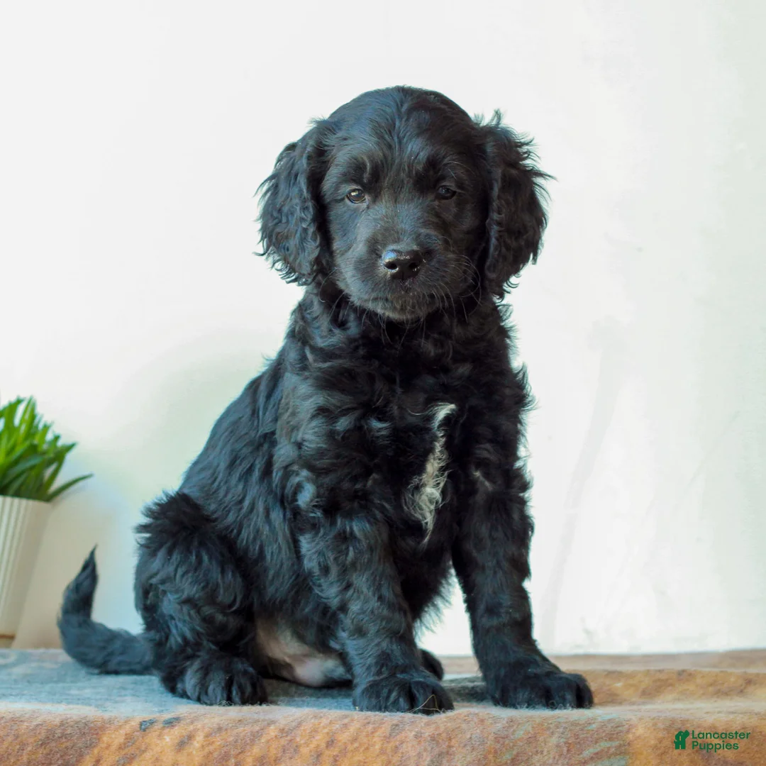 Mini Goldendoodle dogs for sale: Beckett  - Ad 2
