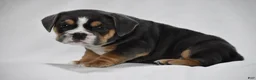 Beabull dogs for sale: Gizmo - Ad 1