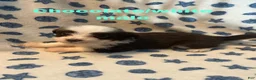 Mixed Breed dogs for sale: Ollie - Ad 2