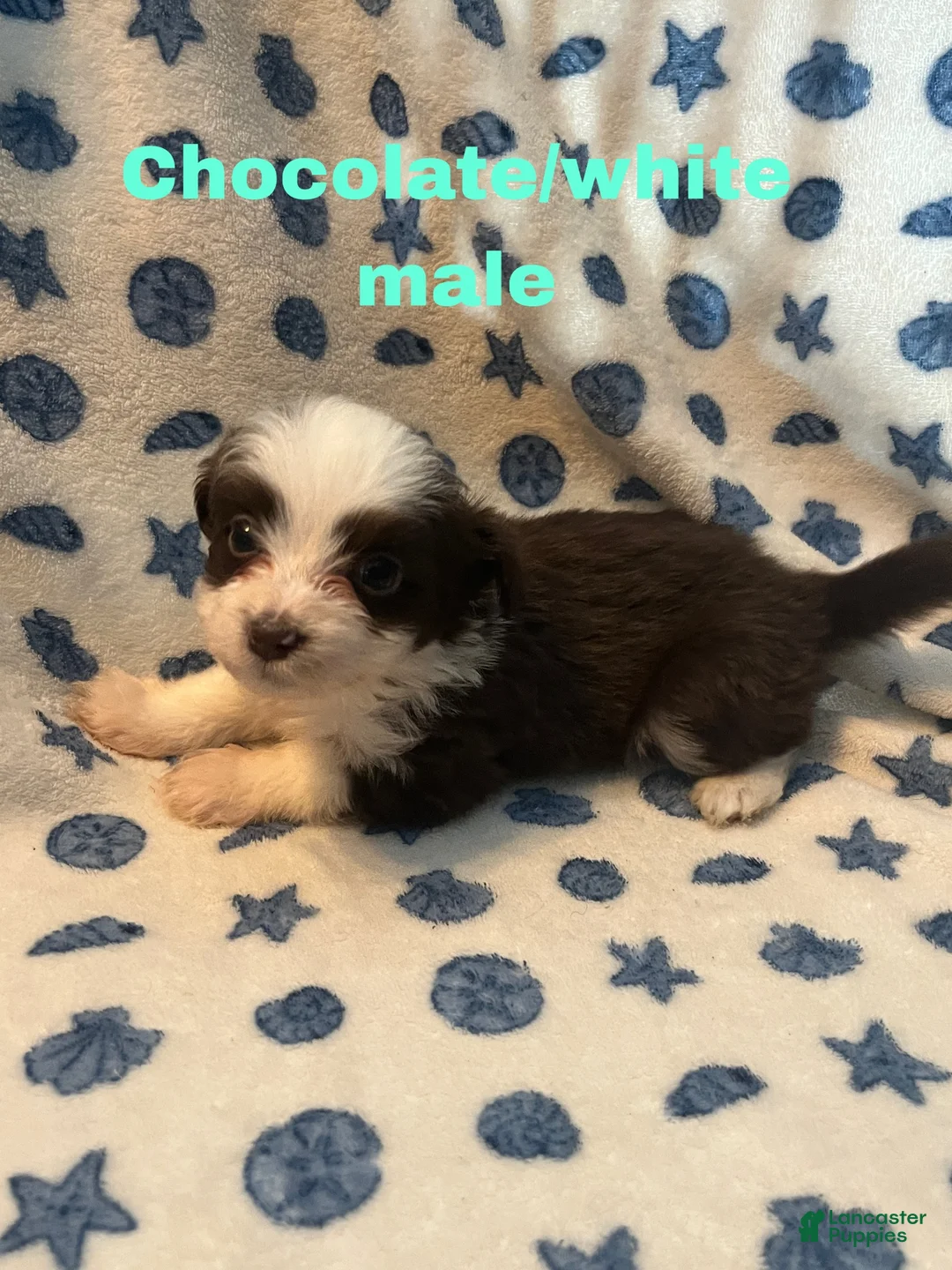 Mixed Breed dogs for sale: Ollie - Ad 2