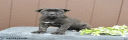 Cane Corso dogs for sale: Beauty - Ad 3